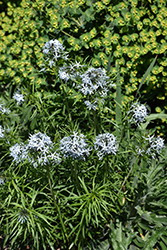 Butterscotch Blue Star (Amsonia hubrichtii 'Butterscotch') at The Mustard Seed