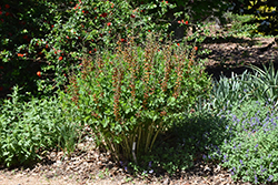 Honey Roasted False Indigo (Baptisia 'Honey Roasted') at The Mustard Seed