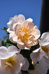 Above And Beyond Rose (Rosa 'ZLEeltonStrack') at The Mustard Seed