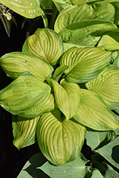Stained Glass Hosta (Hosta 'Stained Glass') at The Mustard Seed