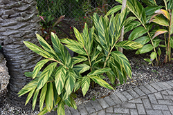 Variegated Shell Ginger (Alpinia zerumbet 'Variegata') at The Mustard Seed