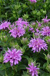Leading Lady Orchid Beebalm (Monarda 'Leading Lady Orchid') at The Mustard Seed