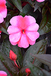 Super Sonic Sweet Cherry New Guinea Impatiens (Impatiens hawkeri 'Super Sonic Sweet Cherry') at The Mustard Seed