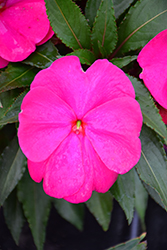 Super Sonic Purple New Guinea Impatiens (Impatiens hawkeri 'Super Sonic Purple') at The Mustard Seed