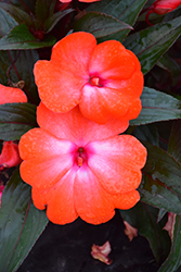 Super Sonic Orange Ice New Guinea Impatiens (Impatiens hawkeri 'Super Sonic Orange Ice') at The Mustard Seed