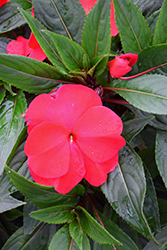 Super Sonic Magenta New Guinea Impatiens (Impatiens hawkeri 'Super Sonic Magenta') at The Mustard Seed