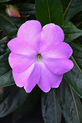 Super Sonic Lavender New Guinea Impatiens (Impatiens hawkeri 'Super Sonic Lavender') at The Mustard Seed