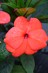 Super Sonic Dark Salmon New Guinea Impatiens (Impatiens hawkeri 'Super Sonic Dark Salmon') at The Mustard Seed