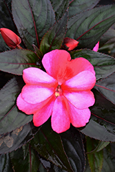Sonic Sweet Purple New Guinea Impatiens (Impatiens 'Sonic Sweet Purple') at The Mustard Seed