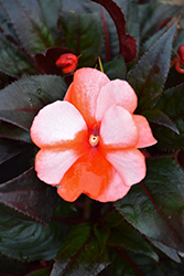 Sonic Sweet Orange New Guinea Impatiens (Impatiens 'Sonic Sweet Orange') at The Mustard Seed