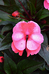 Sonic Sweet Cherry New Guinea Impatiens (Impatiens 'Sonic Sweet Cherry') at The Mustard Seed