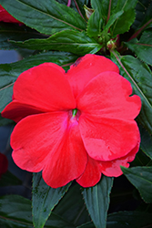 Sonic Red New Guinea Impatiens (Impatiens 'Sonic Red') at The Mustard Seed