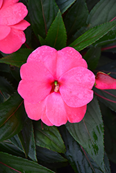 Sonic Pink New Guinea Impatiens (Impatiens 'Sonic Pink') at The Mustard Seed