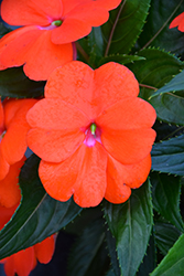 Sonic Orange New Guinea Impatiens (Impatiens 'Sonic Orange') at The Mustard Seed