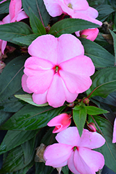 Sonic Light Pink New Guinea Impatiens (Impatiens 'Sonic Light Pink') at The Mustard Seed