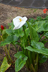 Calla Lily (Zantedeschia aethiopica) at The Mustard Seed