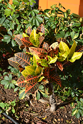 Variegated Croton (Codiaeum variegatum var. pictum) at The Mustard Seed