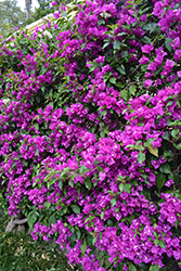 Purple Queen Bougainvillea (Bougainvillea 'Moneth') at The Mustard Seed