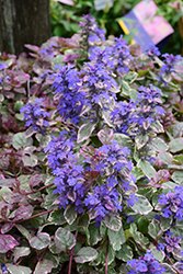 Burgundy Glow Bugleweed (Ajuga reptans 'Burgundy Glow') at The Mustard Seed