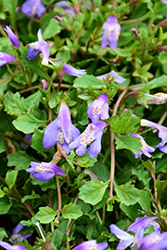 Creeping Mazus (Mazus reptans) at The Mustard Seed