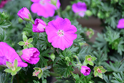 Max Frei Cranesbill (Geranium sanguineum 'Max Frei') at The Mustard Seed