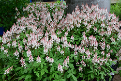 Spring Symphony Foamflower (Tiarella 'Spring Symphony') at The Mustard Seed
