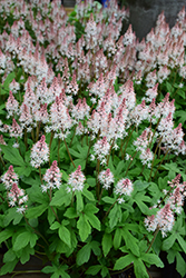 Spring Symphony Foamflower (Tiarella 'Spring Symphony') at The Mustard Seed