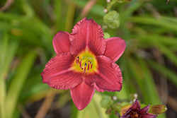 Pardon Me Daylily (Hemerocallis 'Pardon Me') at The Mustard Seed