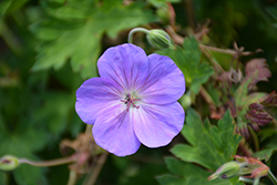 Rozanne Cranesbill (Geranium 'Rozanne') at The Mustard Seed