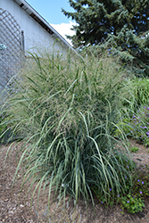Northwind Switch Grass (Panicum virgatum 'Northwind') at The Mustard Seed