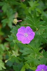 New Hampshire Purple Cranesbill (Geranium sanguineum 'New Hampshire Purple') at The Mustard Seed