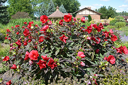 Midnight Marvel Hibiscus (Hibiscus 'Midnight Marvel') at The Mustard Seed