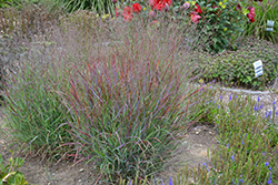 Cheyenne Sky Switch Grass (Panicum virgatum 'Cheyenne Sky') at The Mustard Seed