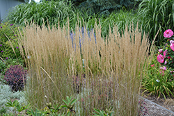 El Dorado Feather Reed Grass (Calamagrostis x acutiflora 'El Dorado') at The Mustard Seed