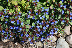 Plumbago (Ceratostigma plumbaginoides) at The Mustard Seed