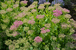Neon Stonecrop (Sedum spectabile 'Neon') at The Mustard Seed