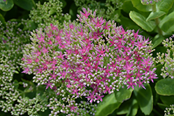 Neon Stonecrop (Sedum spectabile 'Neon') at The Mustard Seed