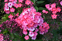 Garden Girls Glamour Girl Garden Phlox (Phlox paniculata 'Glamour Girl') at The Mustard Seed