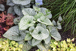 Queen of Hearts Bugloss (Brunnera macrophylla 'Queen of Hearts') at The Mustard Seed