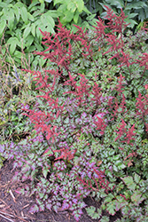 Delft Lace Astilbe (Astilbe 'Delft Lace') at The Mustard Seed