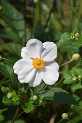 Honorine Jobert Anemone (Anemone x hybrida 'Honorine Jobert') at The Mustard Seed