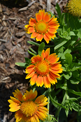 Mesa Peach Blanket Flower (Gaillardia x grandiflora 'Mesa Peach') at The Mustard Seed