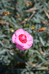 Scent From Heaven Angel Of Hope Pinks (Dianthus 'Angel of Hope') at The Mustard Seed