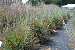 Standing Ovation Bluestem (Schizachyrium scoparium 'Standing Ovation') at The Mustard Seed