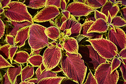 Wizard Scarlet Coleus (Solenostemon scutellarioides 'Wizard Scarlet') at The Mustard Seed