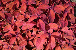 Wizard Sunset Coleus (Solenostemon scutellarioides 'Wizard Sunset') at The Mustard Seed