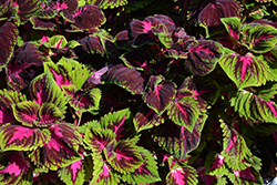 Kong Red Coleus (Solenostemon scutellarioides 'Kong Red') at The Mustard Seed