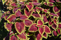 Kong Scarlet Coleus (Solenostemon scutellarioides 'Kong Scarlet') at The Mustard Seed