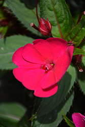 SunPatiens Compact Royal Magenta New Guinea Impatiens (Impatiens 'SunPatiens Compact Royal Magenta') at The Mustard Seed