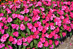 SunPatiens Compact Royal Magenta New Guinea Impatiens (Impatiens 'SunPatiens Compact Royal Magenta') at The Mustard Seed